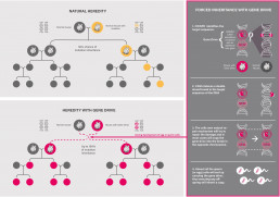 How does a CRISPR Gene Drive work in organism