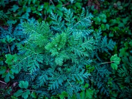 A green bush of the artemisia plant.