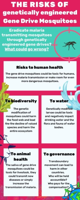 Infographic in pink and blue describing the risks of using Gene Drive Mosquitoes to fight malaria.